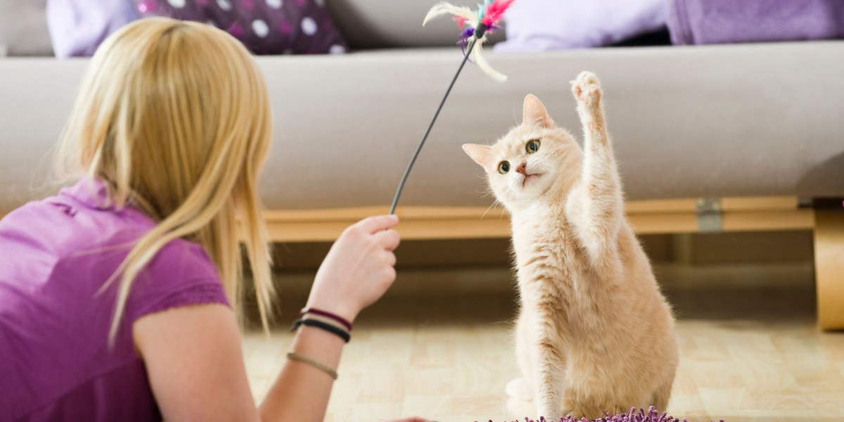 Signs Your Cat Trusts You: Understanding Feline Behaviour